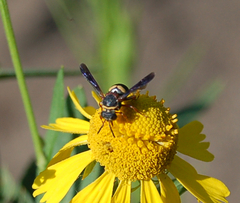 Epeolus bifasciatus