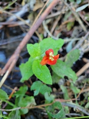 Erythranthe cardinalis