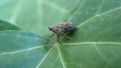 Issus coleoptratus
