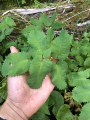 Sanguisorba stipulata