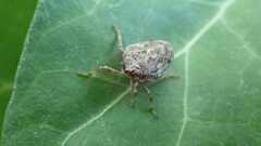 Issus coleoptratus