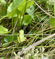 Hyla