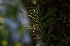 Lemmaphyllum microphyllum