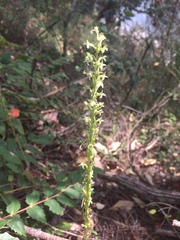 Platanthera elongata