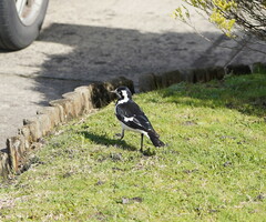 Grallina cyanoleuca