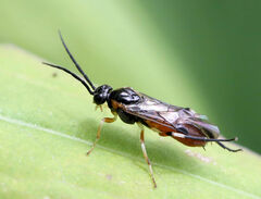 Tenthredinoidea