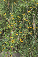 Rudbeckia triloba