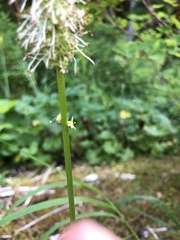 Sanguisorba stipulata