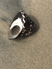 Megastraea undosa