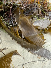 Eisenia arborea