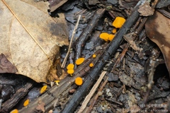 Dicephalospora rufocornea