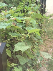 Ampelopsis glandulosa