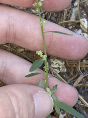 Chenopodium atrovirens