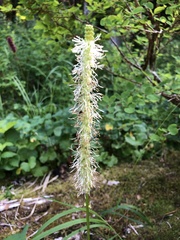 Sanguisorba stipulata