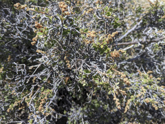 Holodiscus discolor microphyllus