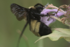Bombus auricomus