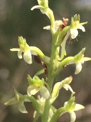 Platanthera elongata