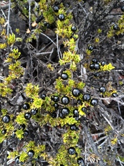 Coprosma ernodeoides