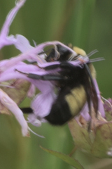 Bombus auricomus
