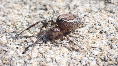Zygiella x-notata