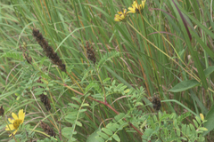Astragalus canadensis