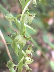 Platanthera elongata