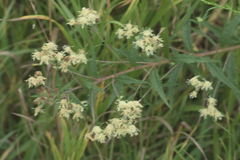 Brickellia eupatorioides