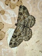 Peribatodes rhomboidaria