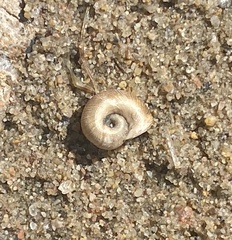 Planorbella trivolvis