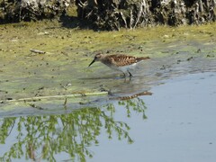 Calidris minutilla