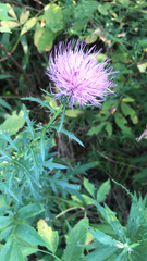 Cirsium discolor