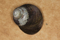 Diloma aethiops