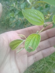 Chira