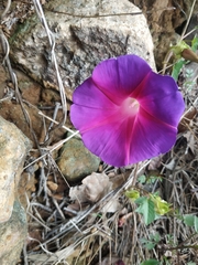 Ipomoea decasperma