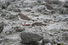 Charadrius semipalmatus