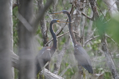 Egretta tricolor