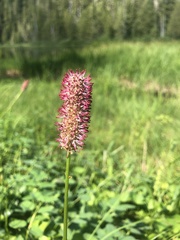 Sanguisorba