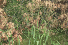 Panicum virgatum