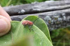 Tetraopes tetrophthalmus