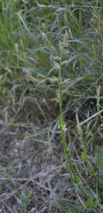 Rumex acetosa