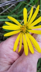 Silphium integrifolium