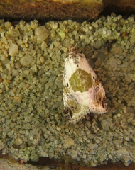 Maliattha synochitis