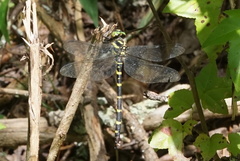 Cordulegaster erronea