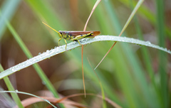 Schistocerca obscura