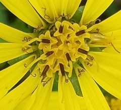 Silphium integrifolium