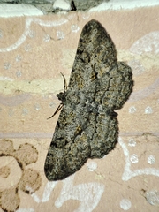 Peribatodes rhomboidaria