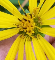 Silphium integrifolium