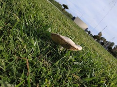 Chlorophyllum molybdites