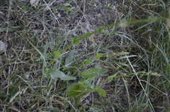 Rumex acetosa