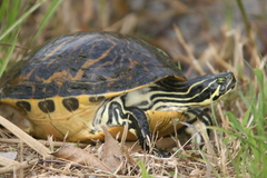 Pseudemys peninsularis